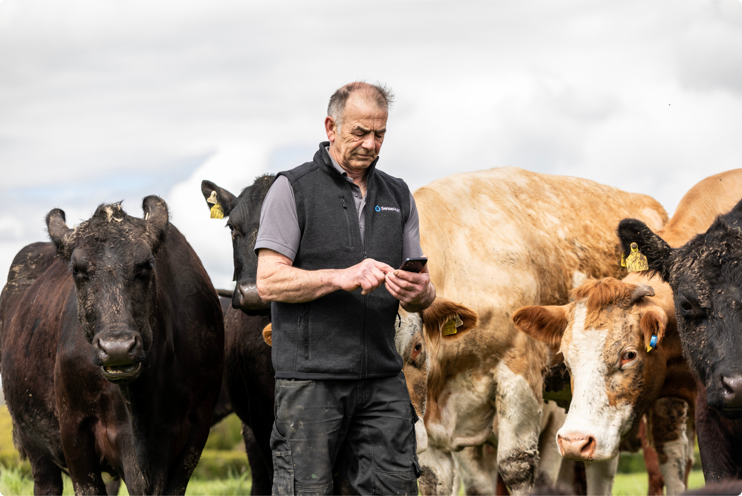 How Payne Ranch Optimised Operations with SenseHub Dairy